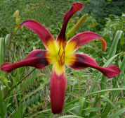 Seedling 0819